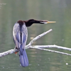 Anhinga novaehollandiae (Australasian Darter) at Fishermans Paradise, NSW - 29 Jul 2014 by Charles Dove