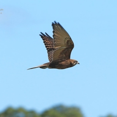 Falco berigora (Brown Falcon) at Milton, NSW - 5 Aug 2014 by CharlesDove