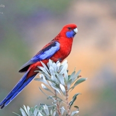 Platycercus elegans (Crimson Rosella) at Ulladulla Reserves Bushcare - 30 Jul 2014 by CharlesDove