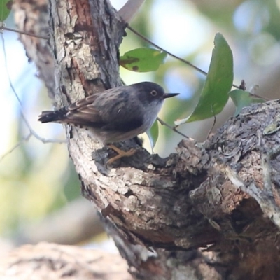 Daphoenositta chrysoptera (Varied Sittella) at Ulladulla, NSW - 4 Aug 2014 by CharlesDove