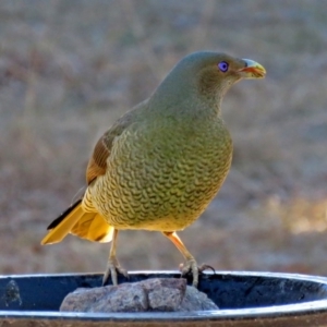 Ptilonorhynchus violaceus at Macarthur, ACT - 1 Aug 2018