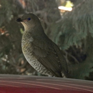 Ptilonorhynchus violaceus at Macarthur, ACT - 1 Aug 2018