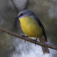 Eopsaltria australis (Eastern Yellow Robin) at Acton, ACT - 1 Aug 2018 by Alison Milton