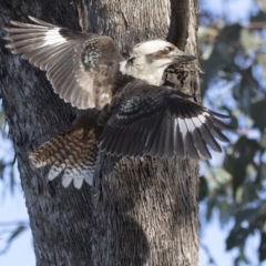 Dacelo novaeguineae (Laughing Kookaburra) at Acton, ACT - 1 Aug 2018 by Alison Milton