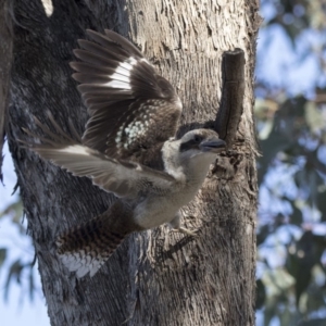 Dacelo novaeguineae at Acton, ACT - 1 Aug 2018