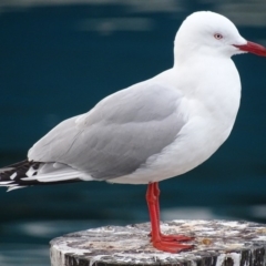 Chroicocephalus novaehollandiae (Silver Gull) at Batemans Marine Park - 28 Jul 2018 by roymcd