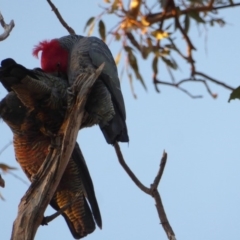 Callocephalon fimbriatum (Gang-gang Cockatoo) at GG229 - 1 Aug 2018 by JackyF