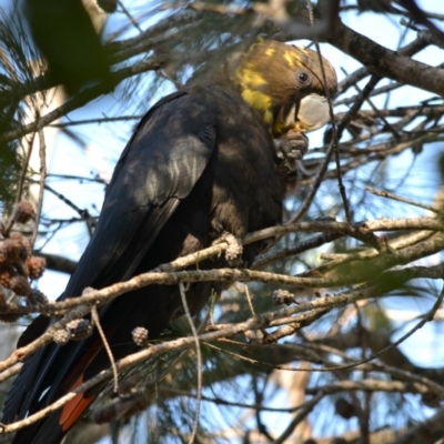 Calyptorhynchus lathami (Glossy Black-Cockatoo) at Undefined - 29 Jul 2018 by Jorj