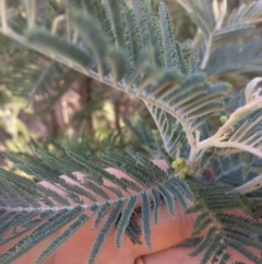 Acacia dealbata (Silver Wattle) at Googong Foreshore - 21 Jul 2018 by alex_watt