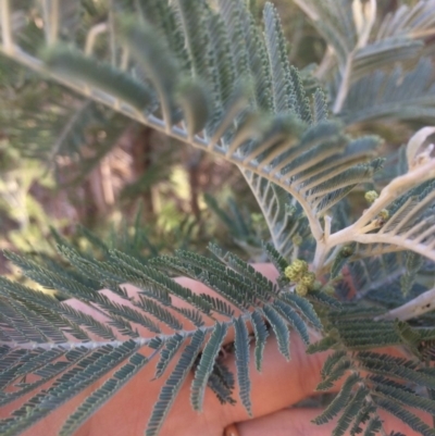 Acacia dealbata (Silver Wattle) at Burra, NSW - 21 Jul 2018 by alexwatt