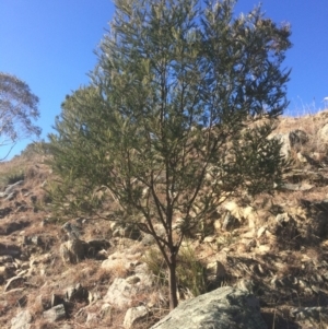 Acacia dealbata at Googong Foreshore - 21 Jul 2018