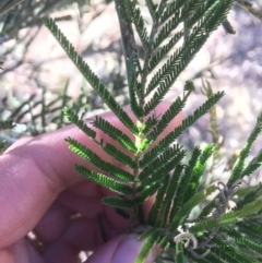 Acacia dealbata at Googong Foreshore - 21 Jul 2018