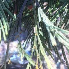 Acacia dealbata at Googong Foreshore - 21 Jul 2018