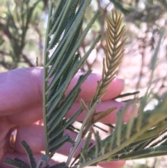 Acacia dealbata at Googong Foreshore - 21 Jul 2018