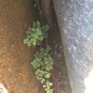 Adiantum aethiopicum at Burra, NSW - 21 Jul 2018