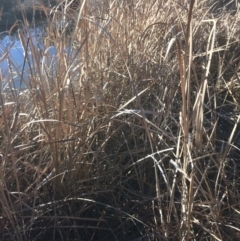 Typha sp. (Cumbungi) at Googong Foreshore - 21 Jul 2018 by alex_watt