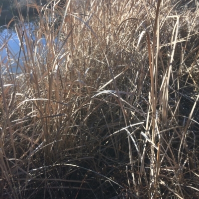 Typha sp. (Cumbungi) at Googong Foreshore - 21 Jul 2018 by alex_watt