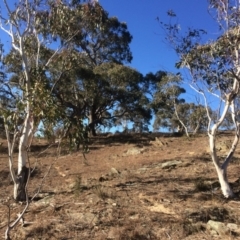 Eucalyptus pauciflora (A Snow Gum) at Googong Foreshore - 21 Jul 2018 by alex_watt
