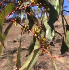 Eucalyptus pauciflora at Googong Foreshore - 21 Jul 2018 02:31 PM