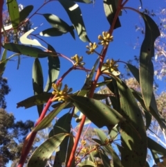 Eucalyptus pauciflora at Googong Foreshore - 21 Jul 2018 02:31 PM