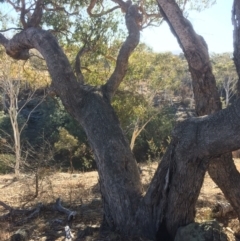 Eucalyptus bridgesiana at QPRC LGA - 21 Jul 2018