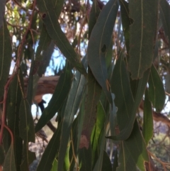 Eucalyptus bridgesiana at QPRC LGA - 21 Jul 2018