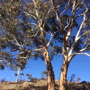 Eucalyptus rubida subsp. rubida at QPRC LGA - 21 Jul 2018