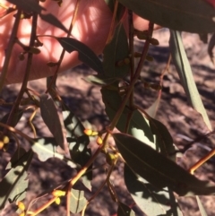 Eucalyptus rubida subsp. rubida at QPRC LGA - 21 Jul 2018 02:38 PM