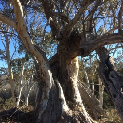 Eucalyptus pauciflora (A Snow Gum) at Googong Foreshore - 21 Jul 2018 by alex_watt