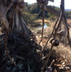 Eucalyptus pauciflora at QPRC LGA - 21 Jul 2018 02:42 PM