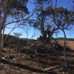 Eucalyptus pauciflora at QPRC LGA - 21 Jul 2018 02:42 PM