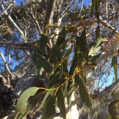 Eucalyptus pauciflora at QPRC LGA - 21 Jul 2018 02:42 PM