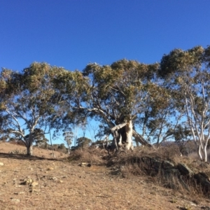 Eucalyptus pauciflora at QPRC LGA - 21 Jul 2018 02:42 PM