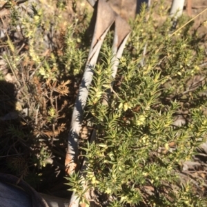 Melichrus urceolatus at Burra, NSW - 21 Jul 2018