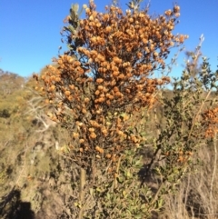 Bursaria spinosa (Native Blackthorn, Sweet Bursaria) at Googong Foreshore - 21 Jul 2018 by alex_watt