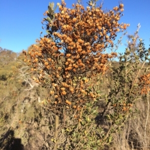 Bursaria spinosa at Burra, NSW - 21 Jul 2018 03:11 PM