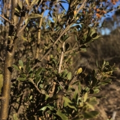 Bursaria spinosa at Burra, NSW - 21 Jul 2018 03:11 PM