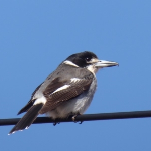 Cracticus torquatus at Stromlo, ACT - 2 Aug 2018