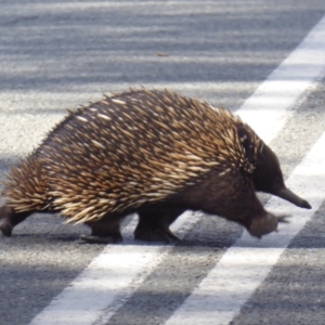 Tachyglossus aculeatus at Stromlo, ACT - 2 Aug 2018