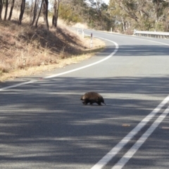 Tachyglossus aculeatus at Stromlo, ACT - 2 Aug 2018