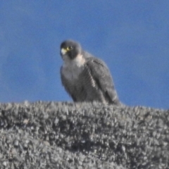 Falco peregrinus (Peregrine Falcon) at Cotter Reservoir - 2 Aug 2018 by JohnBundock