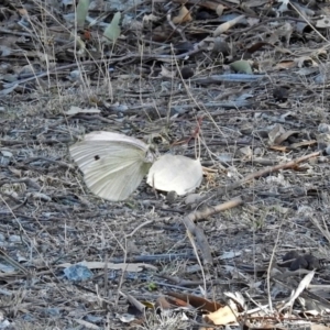 Pieris rapae at Googong Foreshore - 2 Aug 2018 02:21 PM