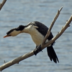 Microcarbo melanoleucos (Little Pied Cormorant) at Googong Foreshore - 2 Aug 2018 by RodDeb