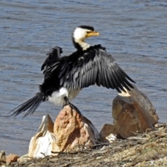 Microcarbo melanoleucos at Googong Foreshore - 2 Aug 2018