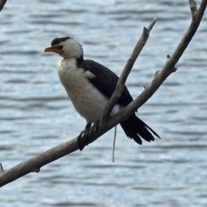 Microcarbo melanoleucos at Googong Foreshore - 2 Aug 2018