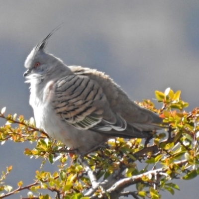 Ocyphaps lophotes (Crested Pigeon) at Googong, NSW - 2 Aug 2018 by RodDeb