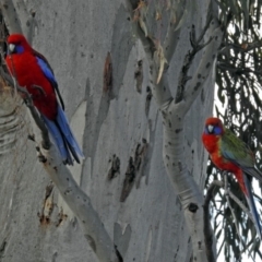 Platycercus elegans (Crimson Rosella) at Googong, NSW - 2 Aug 2018 by RodDeb