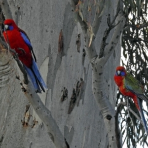 Platycercus elegans at Googong, NSW - 2 Aug 2018