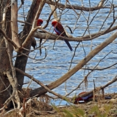 Platycercus elegans at Googong, NSW - 2 Aug 2018