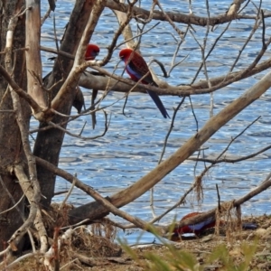 Platycercus elegans at Googong, NSW - 2 Aug 2018